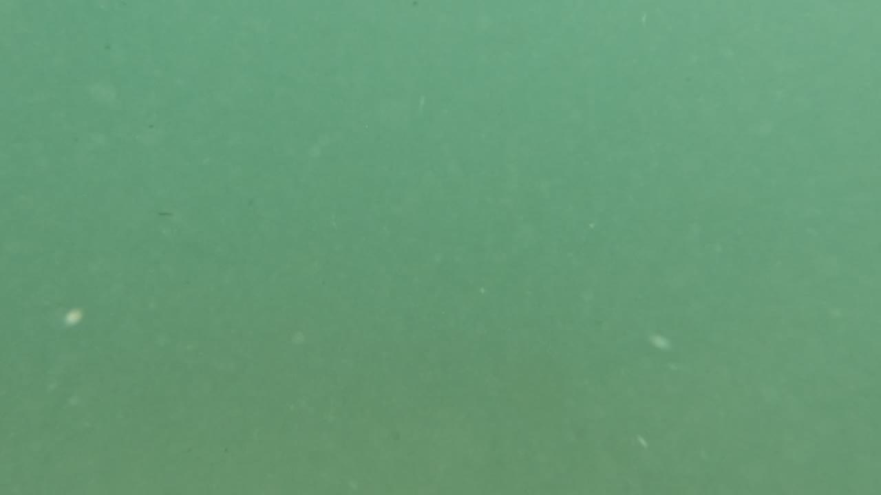 Green underwater haze in Baja California, Mexico with suspended particles and a very faint darker fish-like blur near the lower portion, with no visible people.