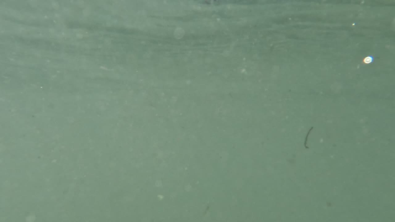 Underwater view in Baja California, Mexico, with green water, faint suspended particles, small debris or strands, and no visible beach or people in frame.