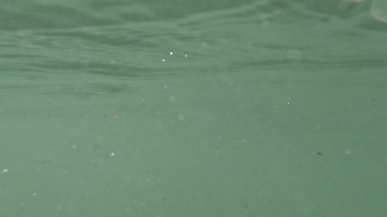 Underwater view in Baja California, Mexico, with green-blue water, suspended particles, and no visible people.
