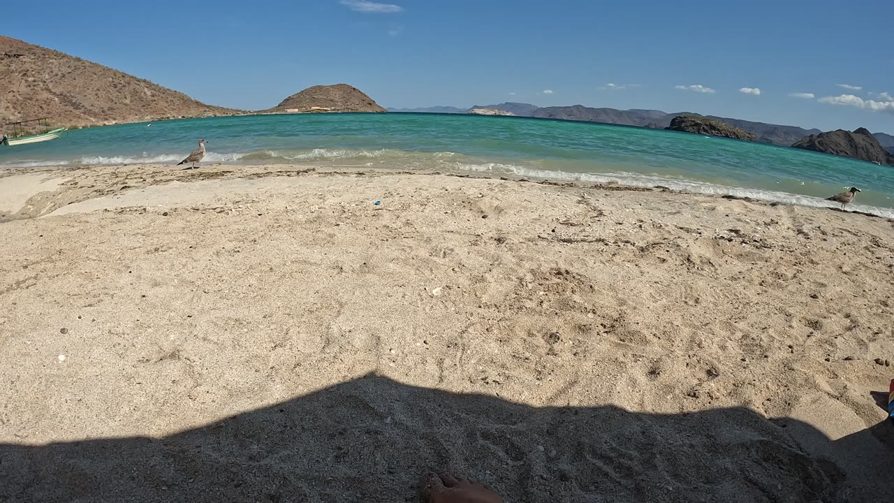 A Baja California, Mexico beach frame shows a seagull near center-left, another bird near the right surf, pale sand, clear turquoise water, hills, and no visible people.