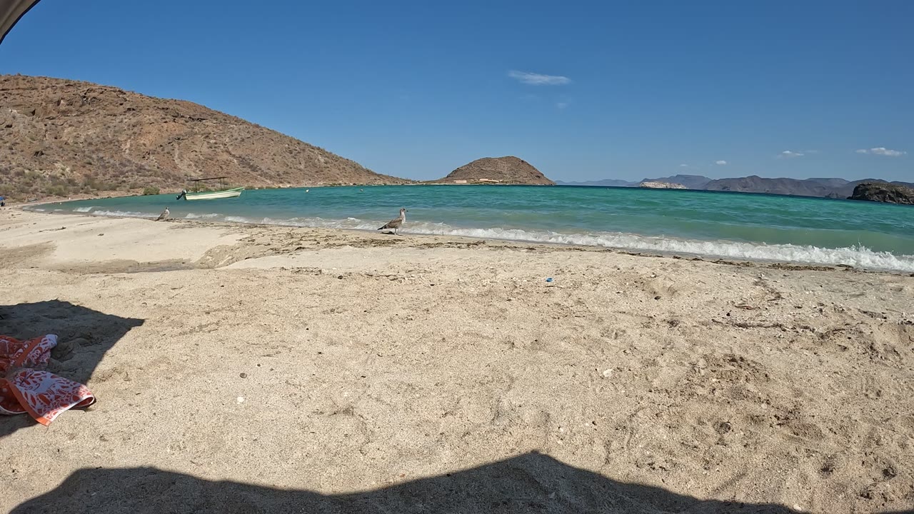 Seagull on open sand beside clear water and low waves.