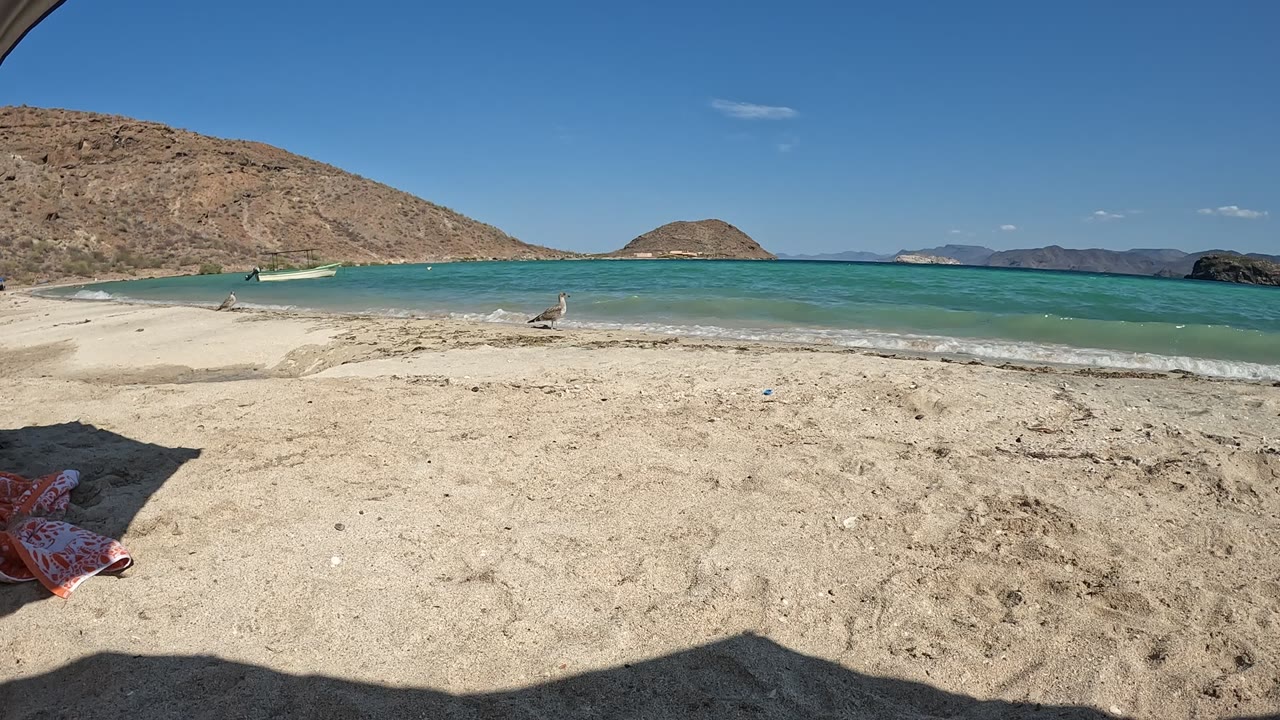 Baja California, Mexico beach scene with a brighter band of turquoise surf approaching shore, the seagull near the center, rocky hills across the bay, and no visible people.