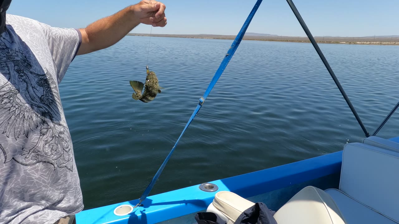 A man in a gray shirt lifts a small fish on a fishing line beside the blue boat in Baja California, Mexico, with still water filling the background.