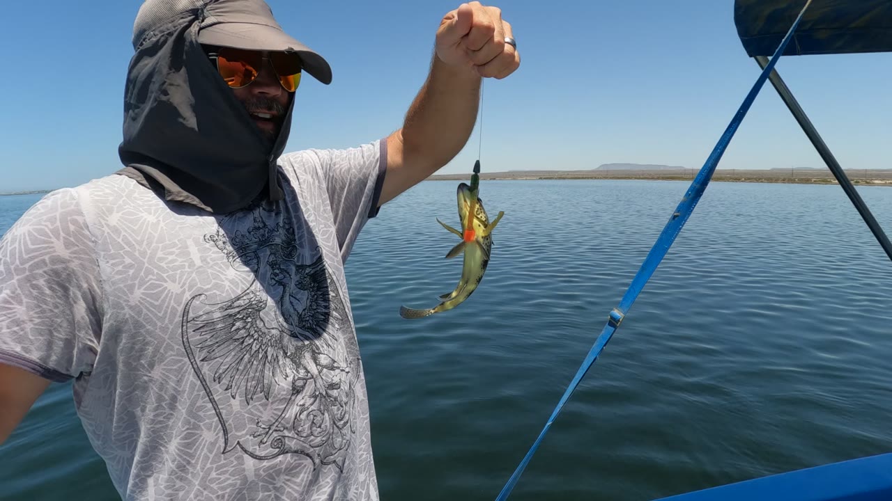 In Baja California, Mexico, a man in sunglasses and sun-covering headwear holds up a small fish beside a blue boat under clear sky.