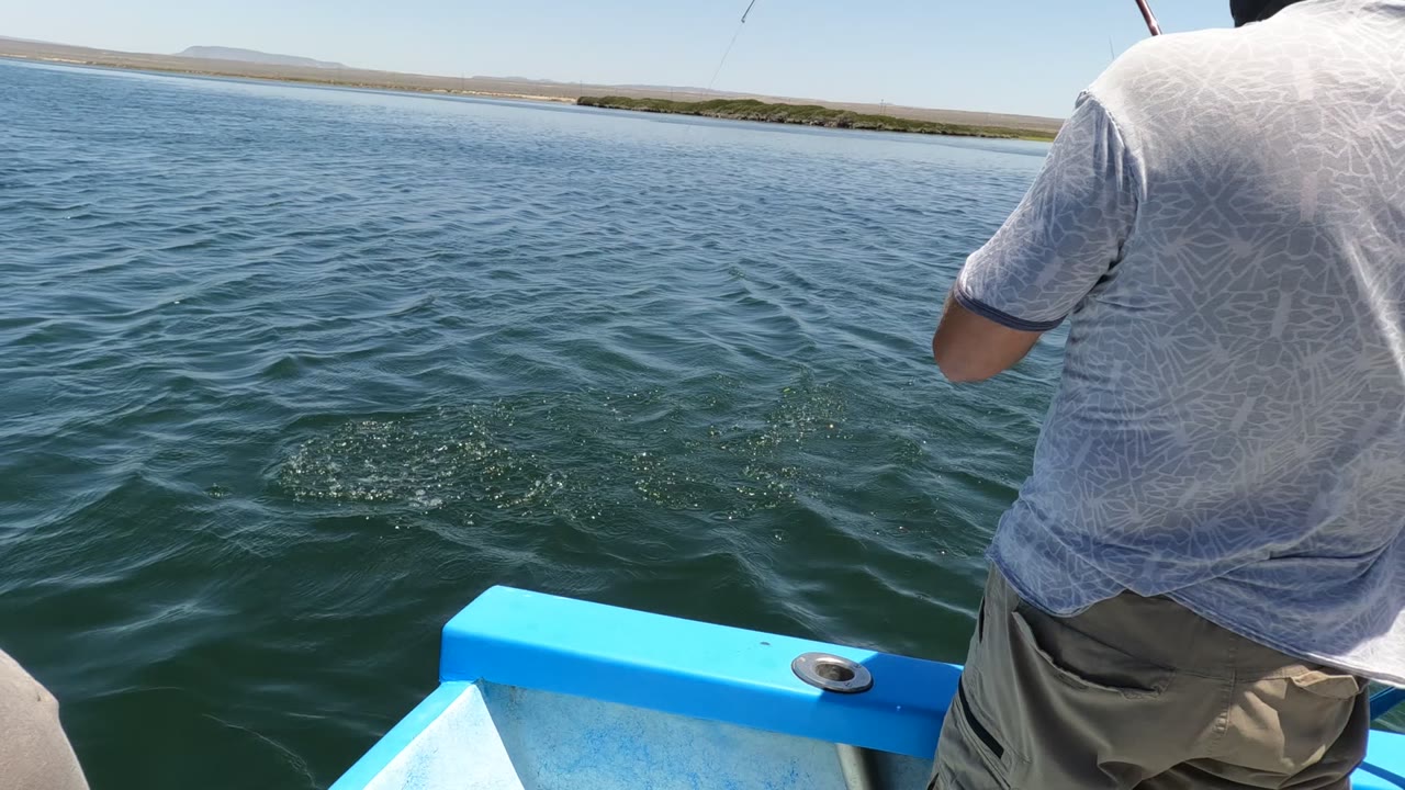 In Baja California, Mexico, a person in a light gray shirt stands at the edge of a small blue boat while rippled open water fills the frame.