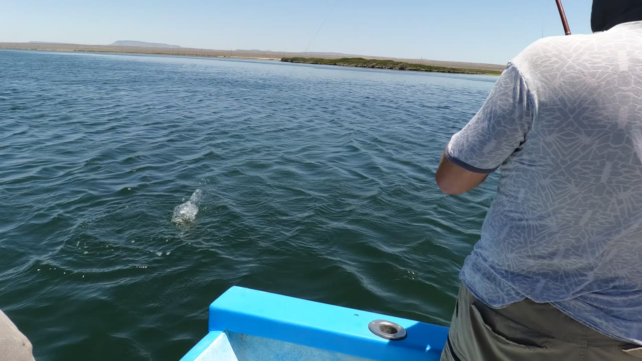 Fish splashes in open water near a person fishing from a blue boat.