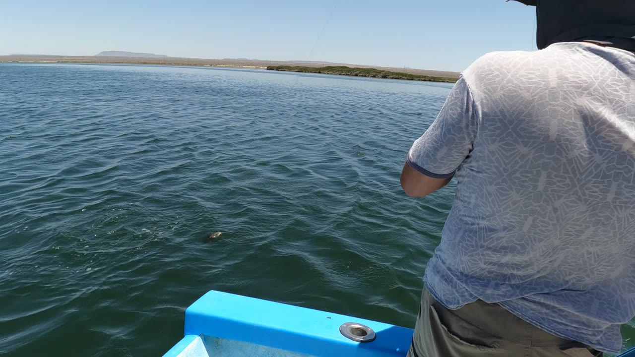 In Baja California, Mexico, the fisher is cropped on the right while a small fish or lure point breaks the water surface amid low ripples.