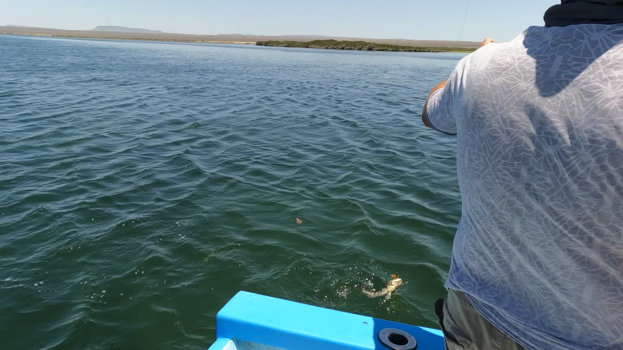 In Baja California, Mexico, a person in a light shirt leans over the edge of a blue boat while a fish is visible near the surface of rippled water.