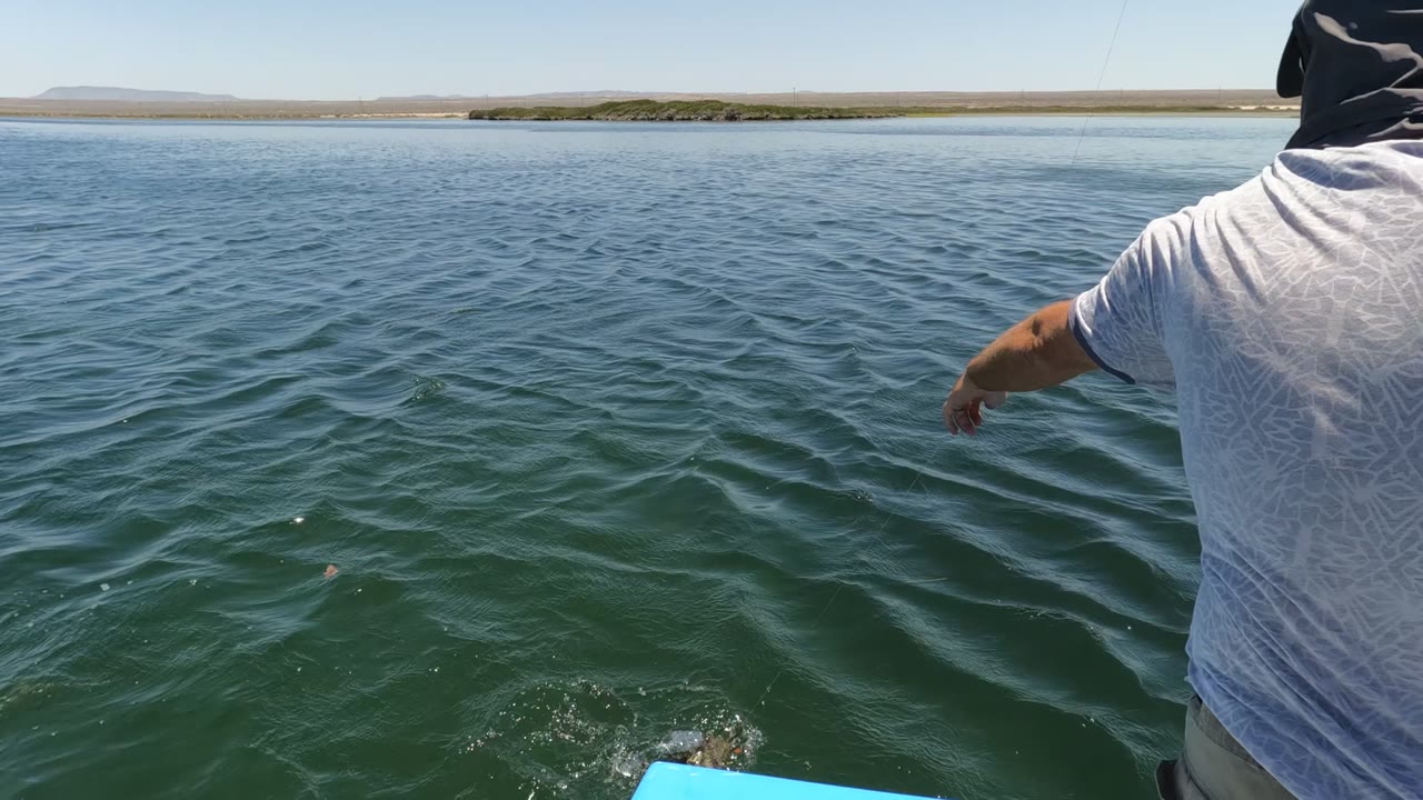 In Baja California, Mexico, the angler's arm extends over the blue boat rail as a fish splashes close to the hull on the sunlit water.
