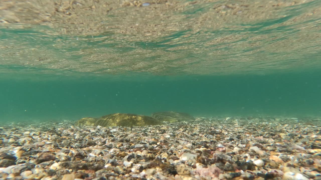 Underwater view in Baja California, Mexico, showing a pebbly seabed under green-blue shallow water with the rippled surface above and no visible people.
