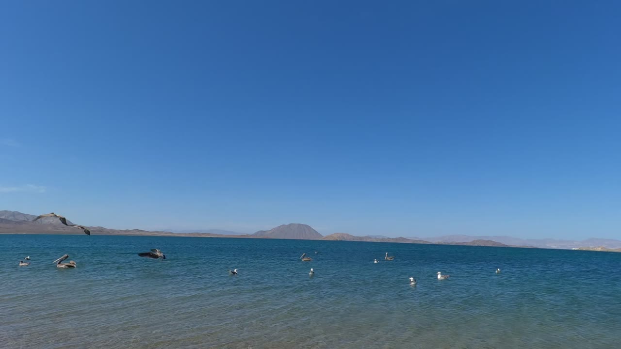 Wide Baja California lake view with seagulls flying and floating across shallow blue water, distant mountains on the horizon, and no visible people.