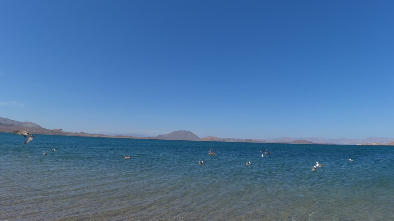 Wide view of seagulls spaced across a clear blue Baja California lake, with shallow water texture in front, a low mountain ridge behind, and no visible people.