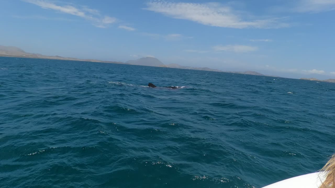 A dolphin breaks the surface in Baja California, Mexico, with deep blue waves, low distant land, a pale blue sky, and no visible people.