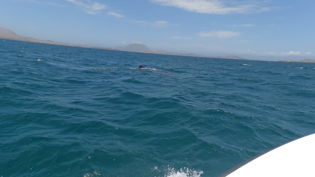 Open ocean view with a dolphin surfacing near the horizon