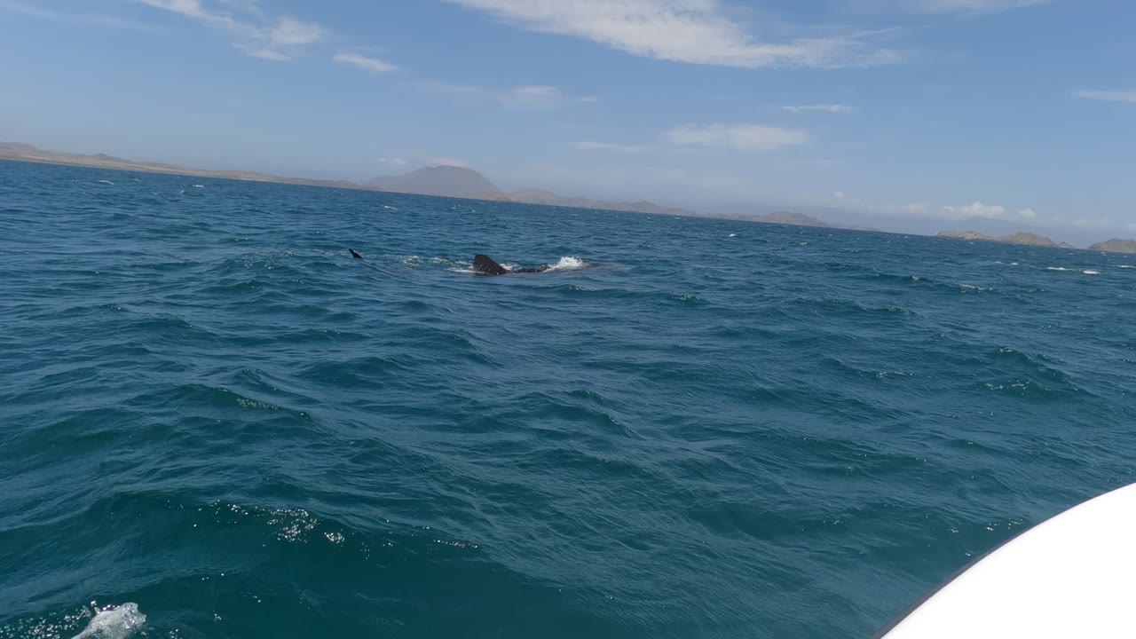 Dolphins move through choppy blue water in Baja California, Mexico, with a white boat edge at the lower right, distant coastline, scattered clouds, and no visible people.