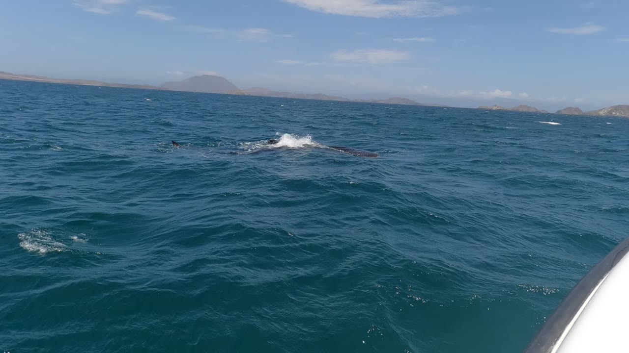 At the start of the Baja California, Mexico clip, a whale breaks the surface in the middle distance with a small tail shape and white splash on blue water, with no visible people.