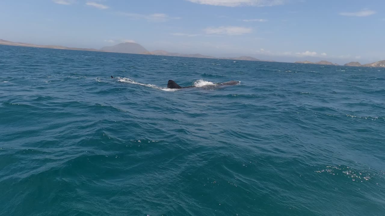 Whale dorsal area surfacing across choppy blue water under clear sky.