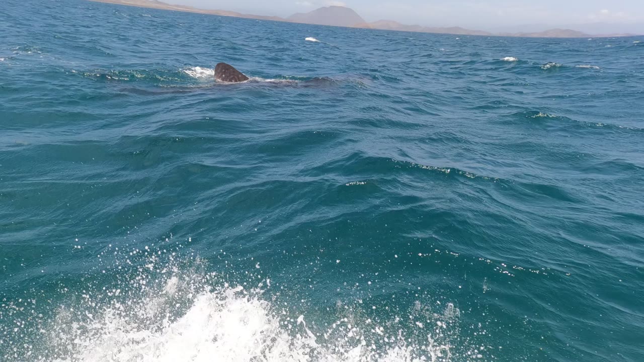 A dark whale back surfaces in deep blue water off Baja California, Mexico, with white boat spray entering the lower foreground and no visible people.
