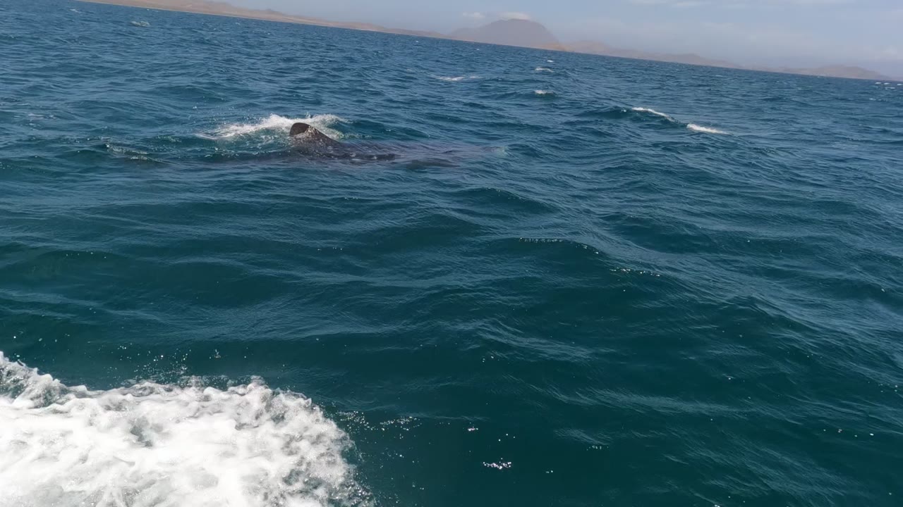 Whale back farther out in blue water with white wake below.