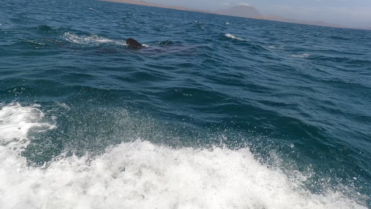 White spray fills much of the foreground as the whale's dark back appears farther out in the blue Baja California water, with distant land on the horizon and no visible people.