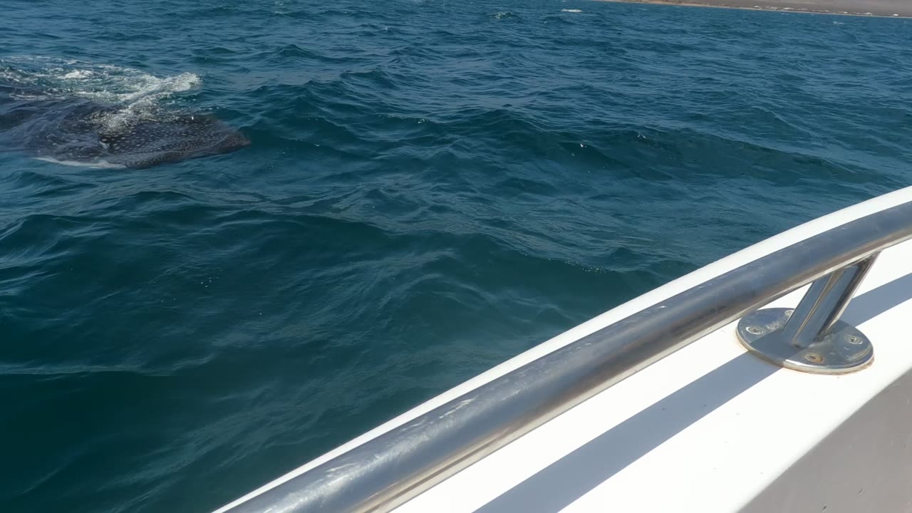 At 0:00 in Baja California, Mexico, a whale shark is partly visible at the water surface beside a shiny boat railing, with blue ocean and no visible people.