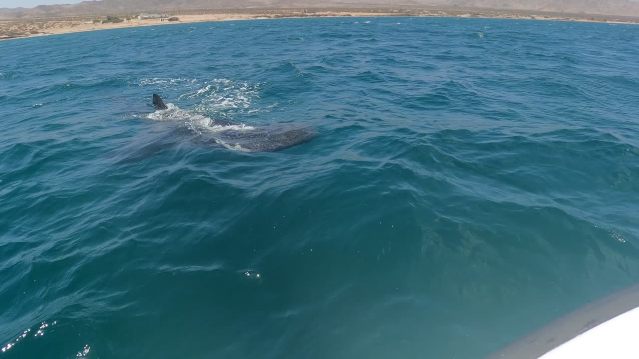 Whale shark dorsal fin and spotted back moving through choppy water.