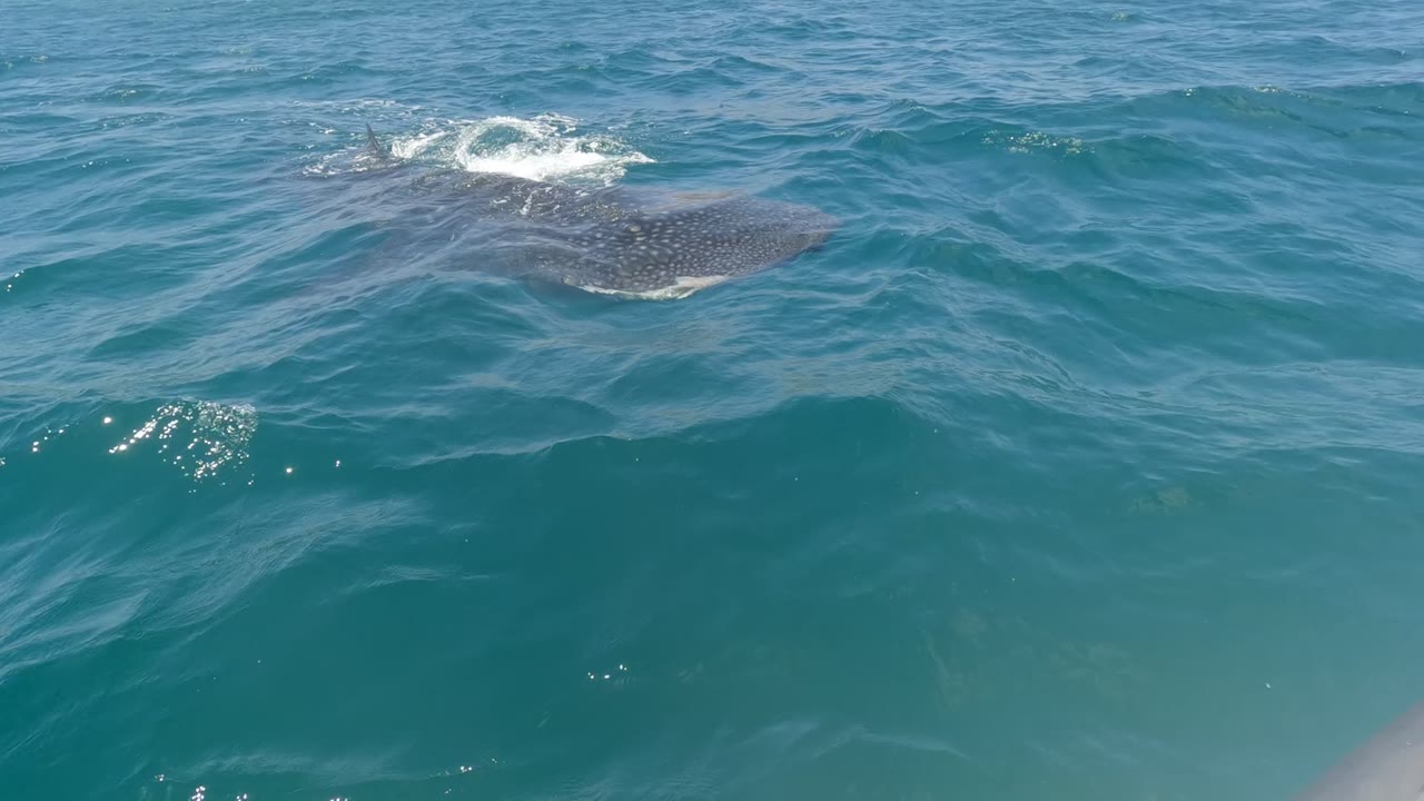 At 0:02 in Baja California, Mexico, the whale shark swims near the surface on the right side of the frame, with white splash trailing in blue-green water and no visible people.