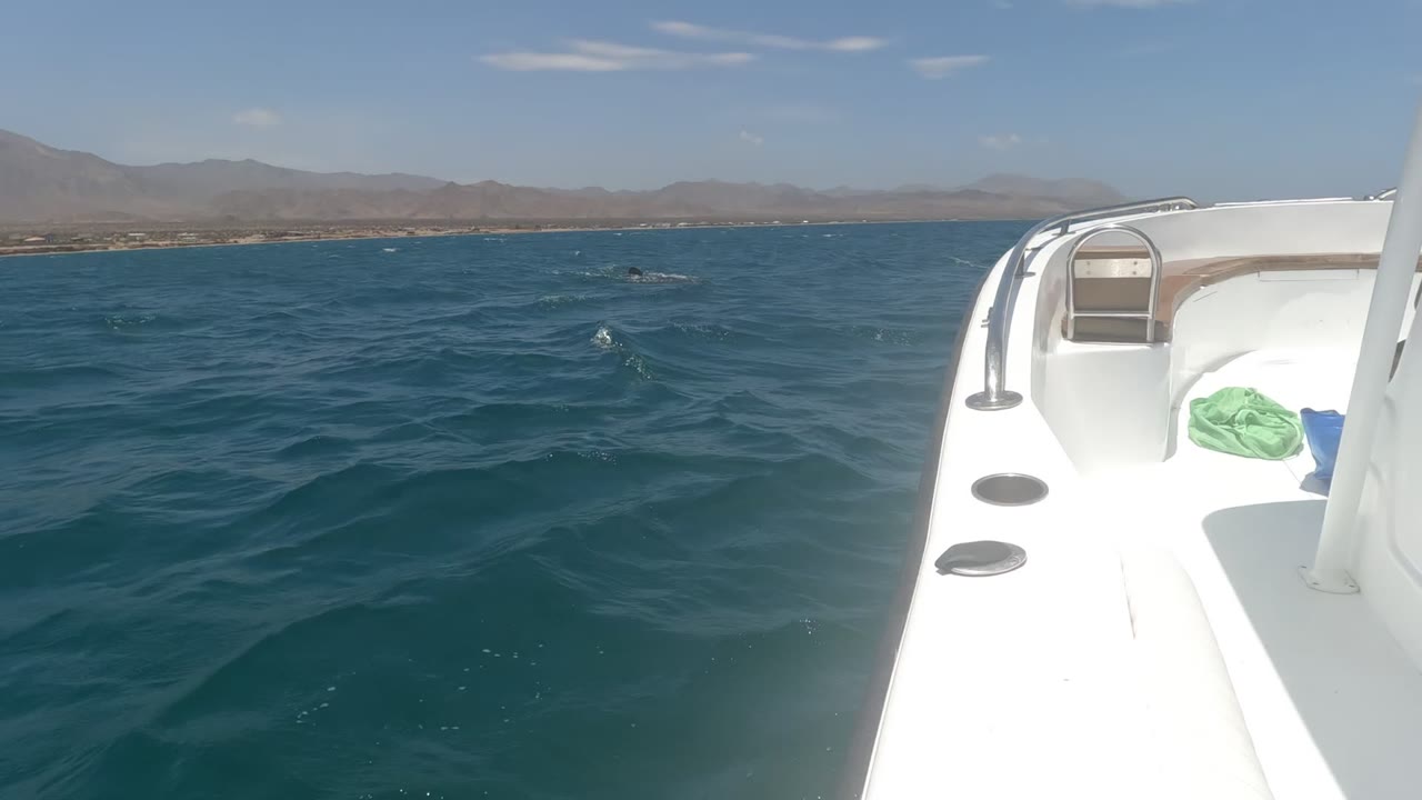 White boat bow at right in Baja California, Mexico, with blue ocean ahead, small dolphin splashes left of center, distant mountains on the horizon, and no visible people.