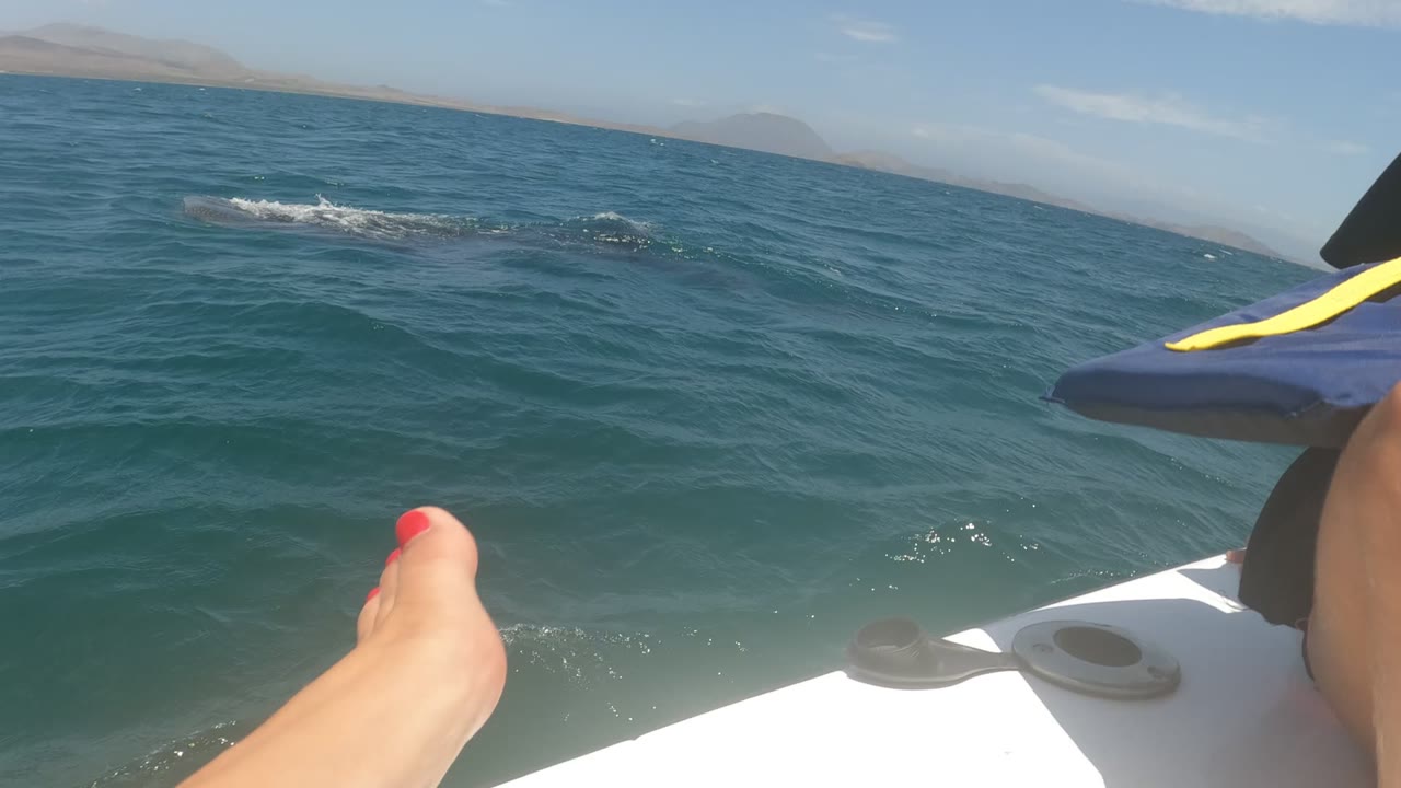 Passenger foot points toward a marine animal in the ocean
