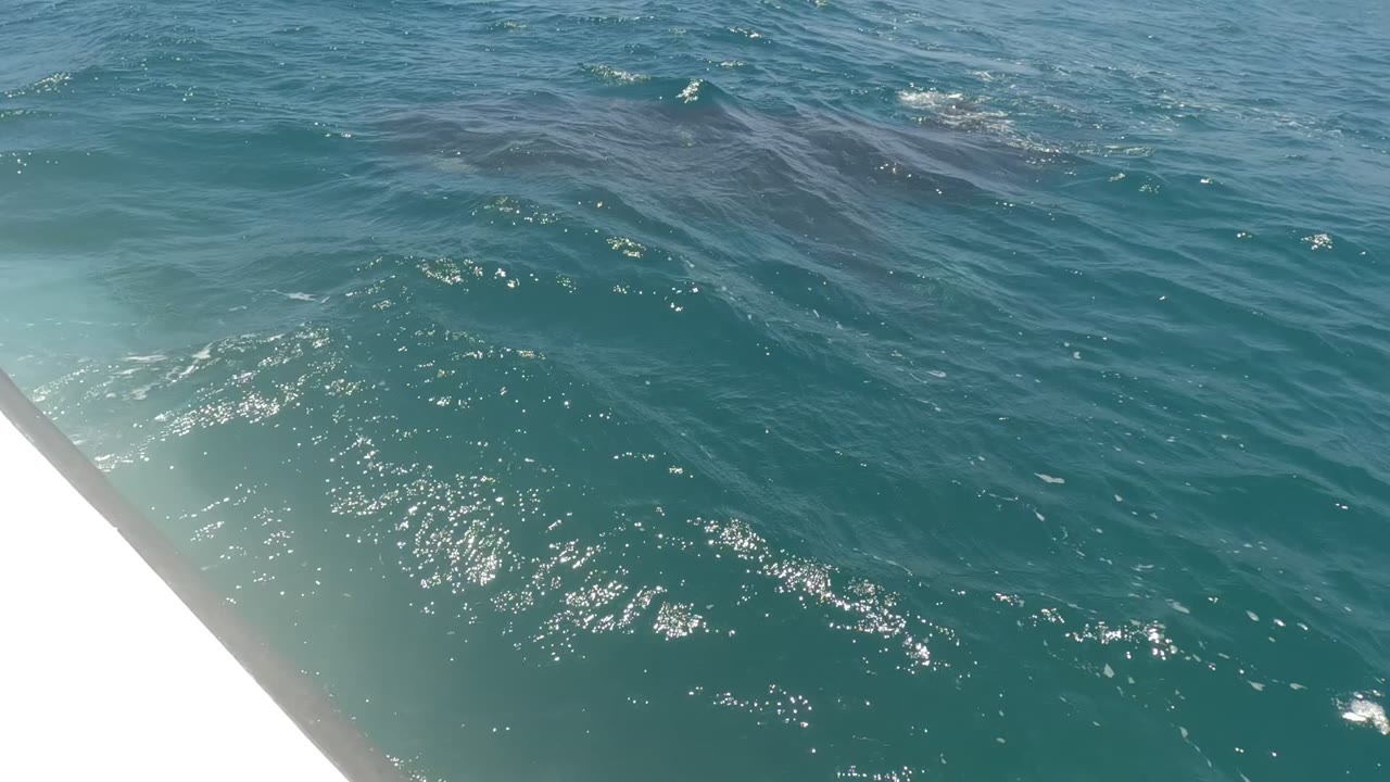 A dark whale shape moves just under the blue-green water beside the white edge of a boat in Baja California, Mexico, with sun sparkles on small waves and no visible people.