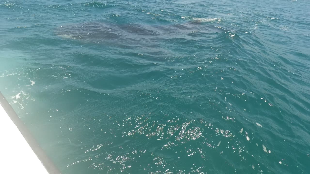 Dark whale back under rippled water with boat edge in the foreground.