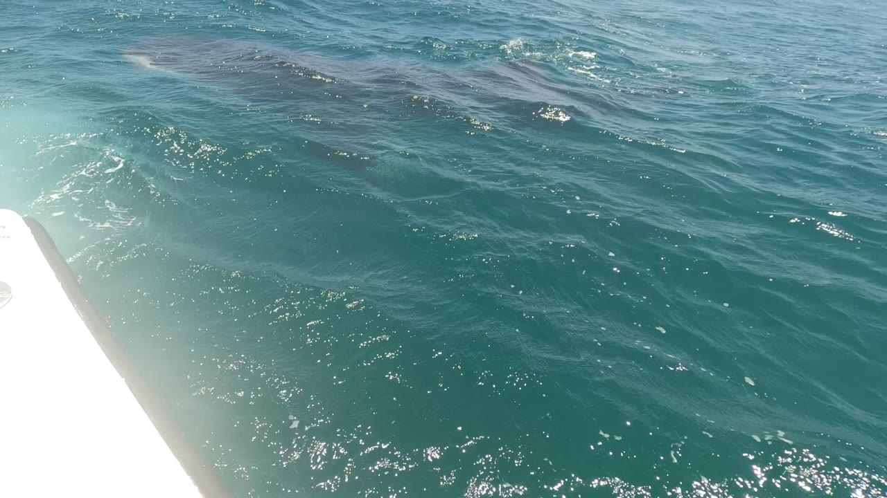 A dark whale form is visible below the sunlit ocean surface near a white boat edge in Baja California, Mexico, with brighter glare around the foreground and no visible people.
