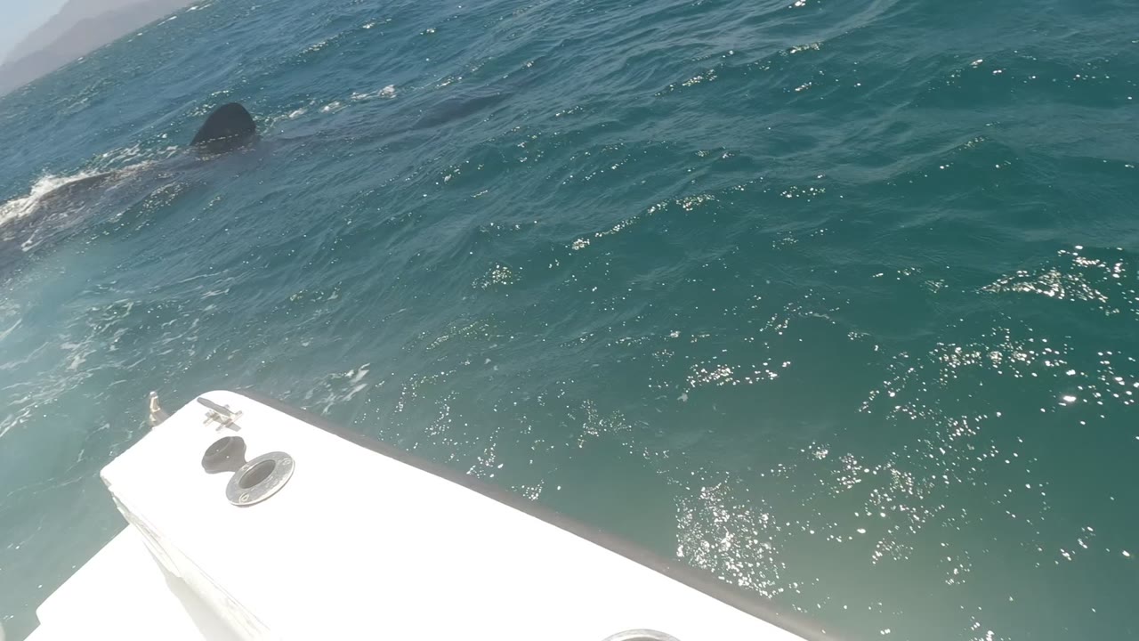 A white boat edge looks down over turquoise ocean in Baja California, Mexico, with a dark shape breaking the water surface and no visible people.