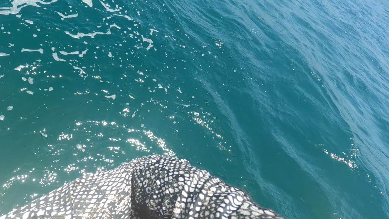 Whale shark spotted skin breaks the lower edge of the frame in Baja California, Mexico, with rippled blue water filling the background and no visible people.