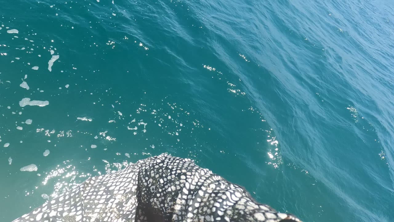 Whale shark back visible under bright turquoise water.
