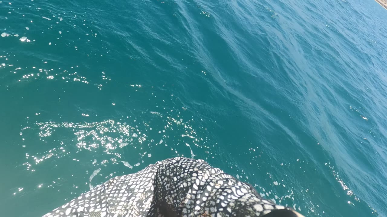 A close view of the whale shark's spotted body occupies the bottom of the frame in Baja California, Mexico, with darker blue ripples and bright sun highlights above it and no visible people.