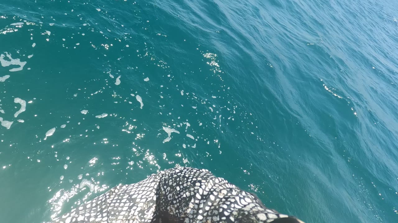 Whale shark body near the lower edge with bright water glare.