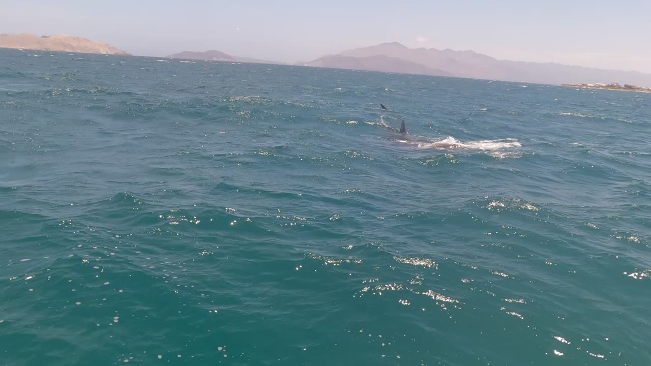 A dolphin fin and back surface in blue-green water in Baja California, Mexico, with distant low hills on the horizon and no visible people.
