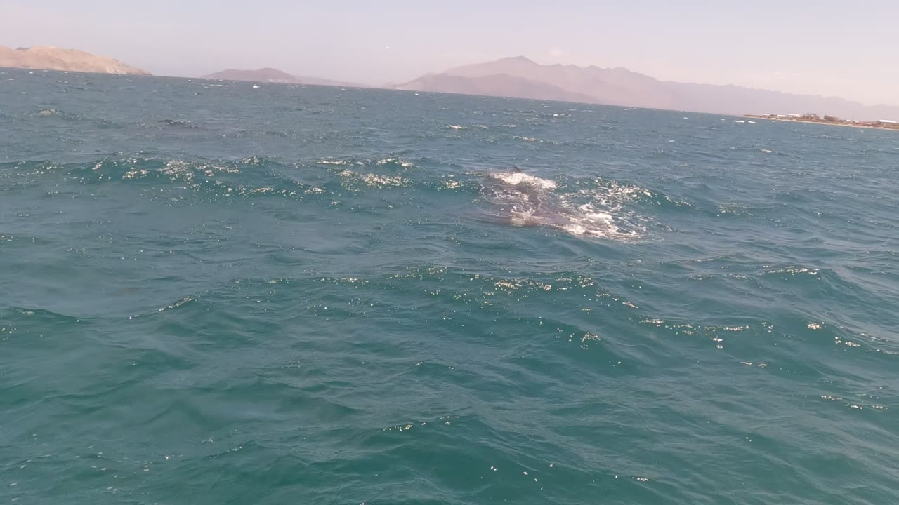 The dolphin rides just above the sea surface in Baja California, Mexico, leaving a white splash trail across the choppy midground and no visible people.