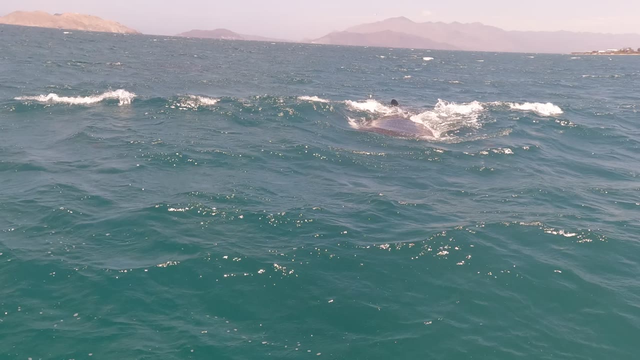 The dolphin appears farther right in the frame on the Baja California ocean, with white foam around its body, rolling foreground waves, and no visible people.