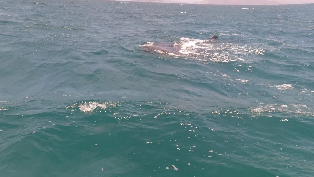 A dolphin surfaces in blue-green ocean water in Baja California, Mexico, with white foam trailing along its back and no visible people.