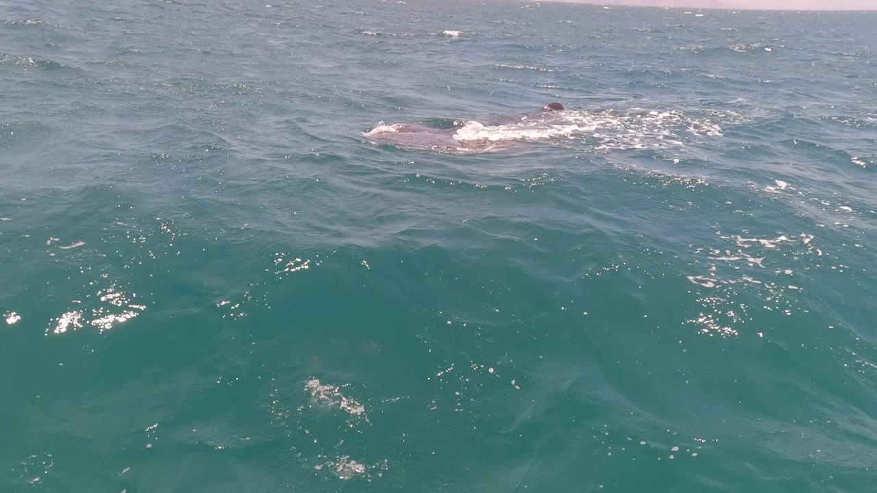 Dolphin back visible below small ocean waves