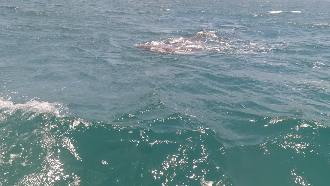 A dolphin pushes through foamy blue-green water in Baja California, Mexico, with its body partly obscured by waves and no visible people.