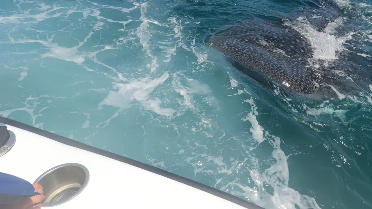 A whale shark swims beside a white boat edge in Baja California, Mexico, with turquoise water, white foam, a metal cup holder, and a partial hand visible.