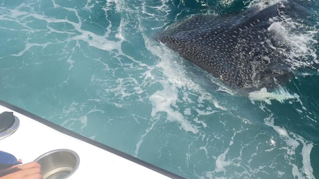 Spotted whale shark body near the boat edge in foamy water.