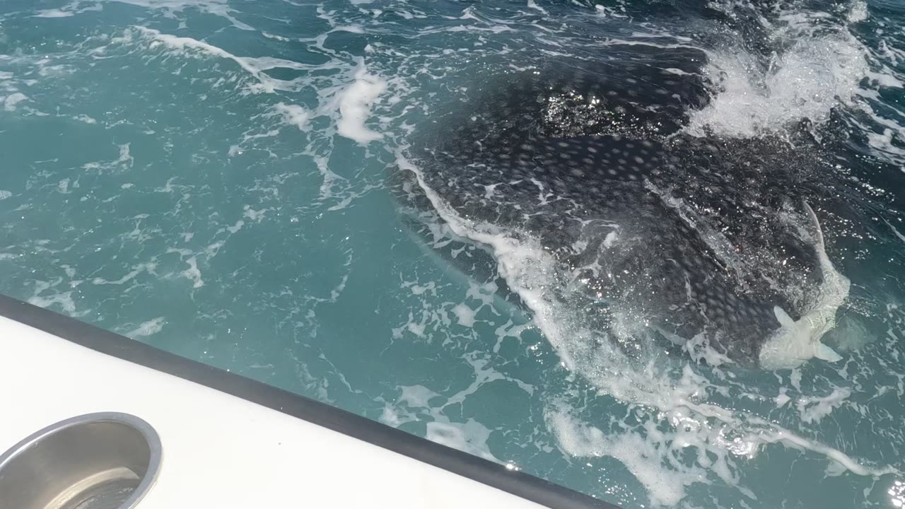 A whale shark breaks the surface beside the white boat edge in Baja California, Mexico, with churning white foam over turquoise water and no visible people.