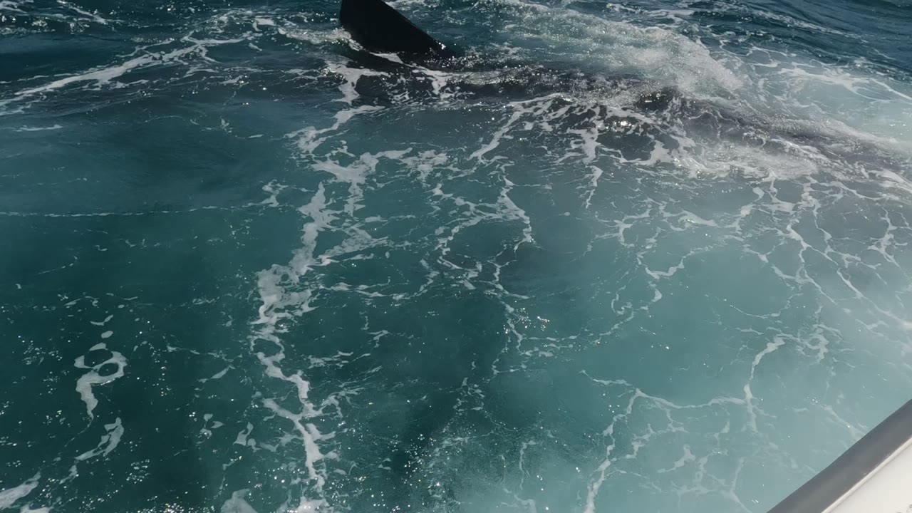 A dark whale fluke surfaces in Baja California, Mexico waters beside white foam, turquoise turbulence, and a white boat edge, with no visible people.