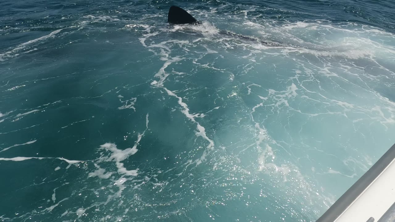 Small dark whale fluke above rippling blue water and white foam.