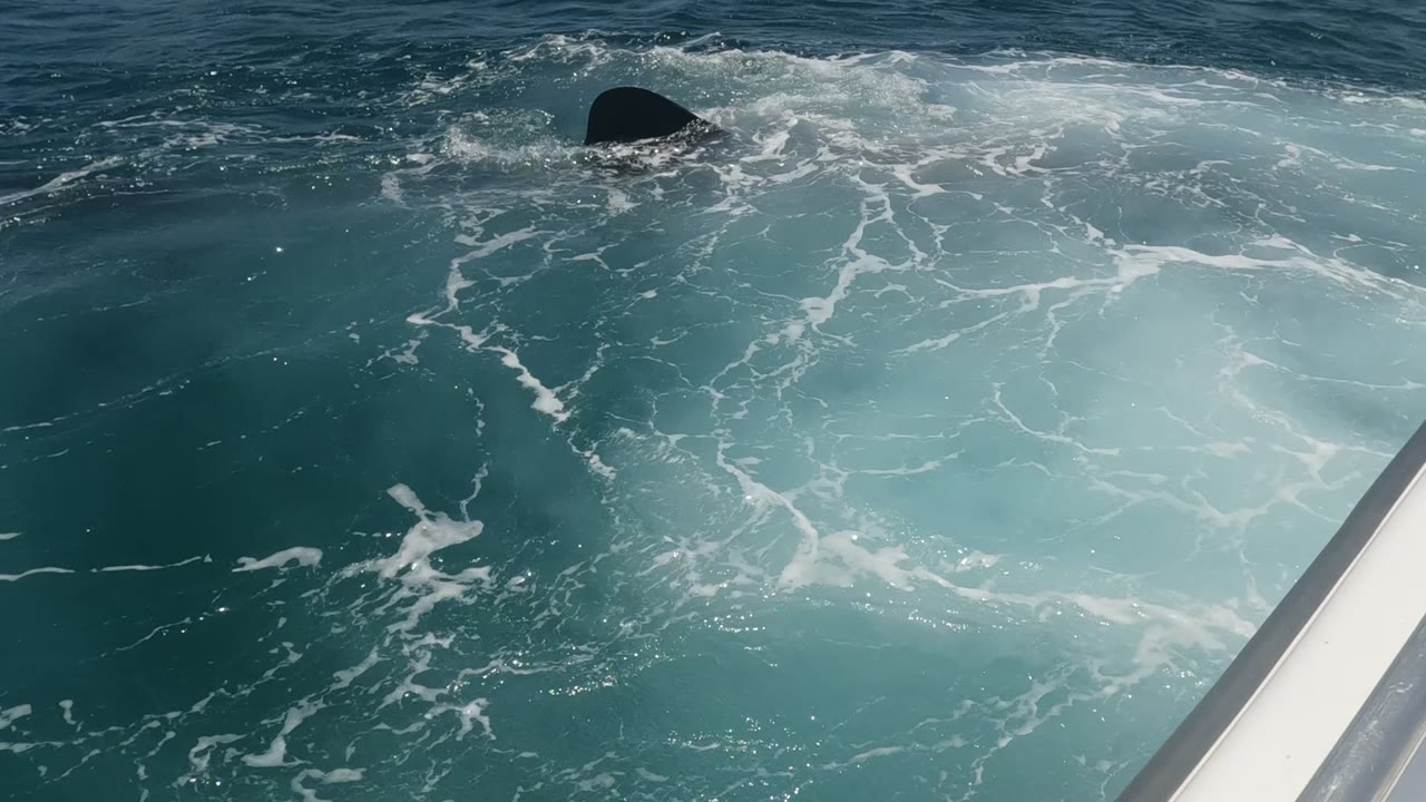 A dark whale fluke sits near the upper waterline in Baja California, Mexico, while white foam spreads across turquoise ocean beside the visible boat edge, with no visible people.
