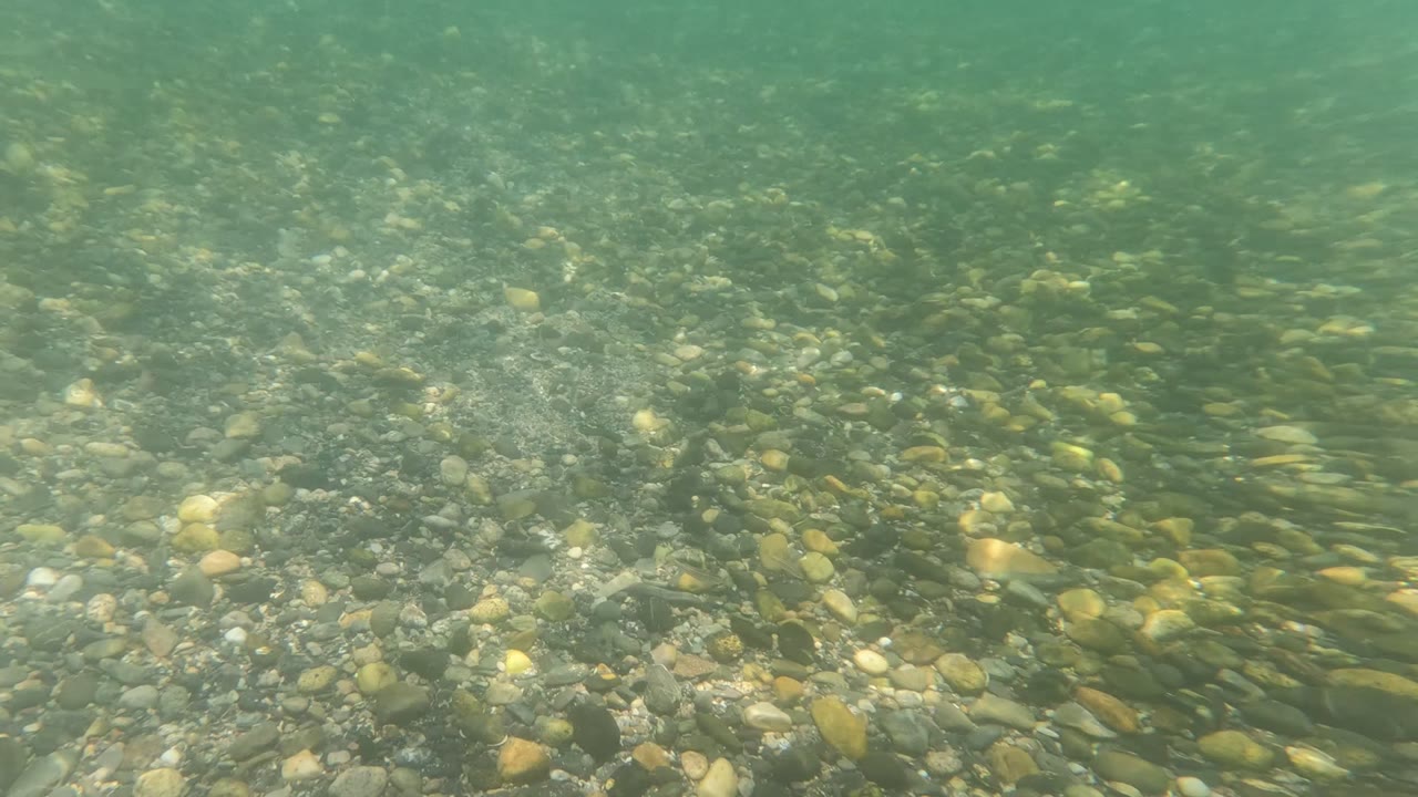 Pebbles and gravel visible through clear underwater current.